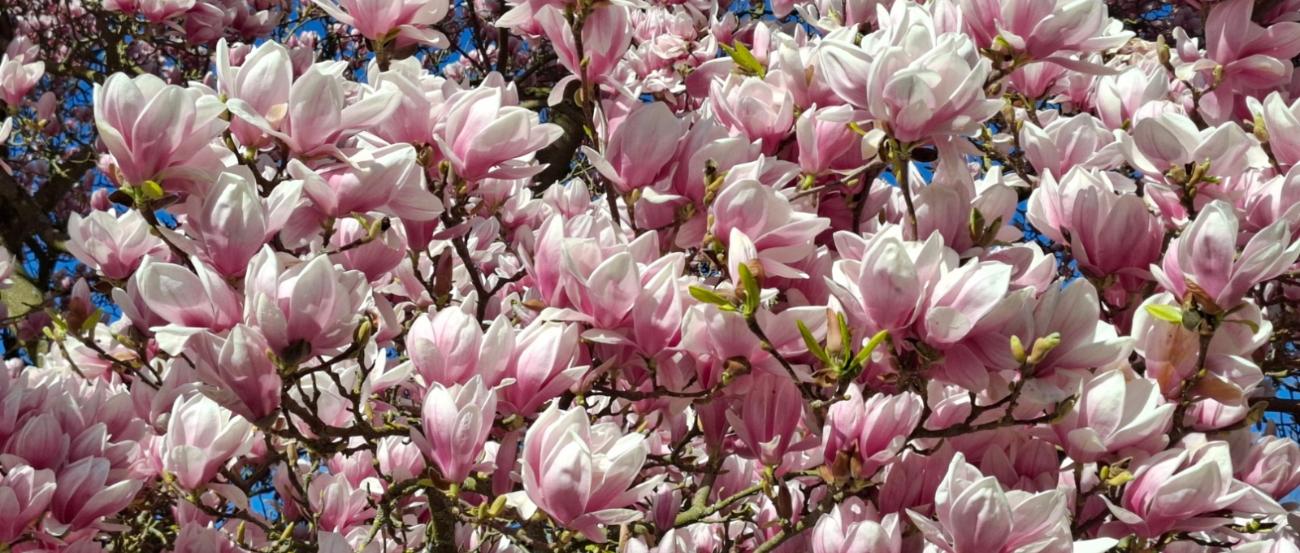 Magnolie im Frühjahr