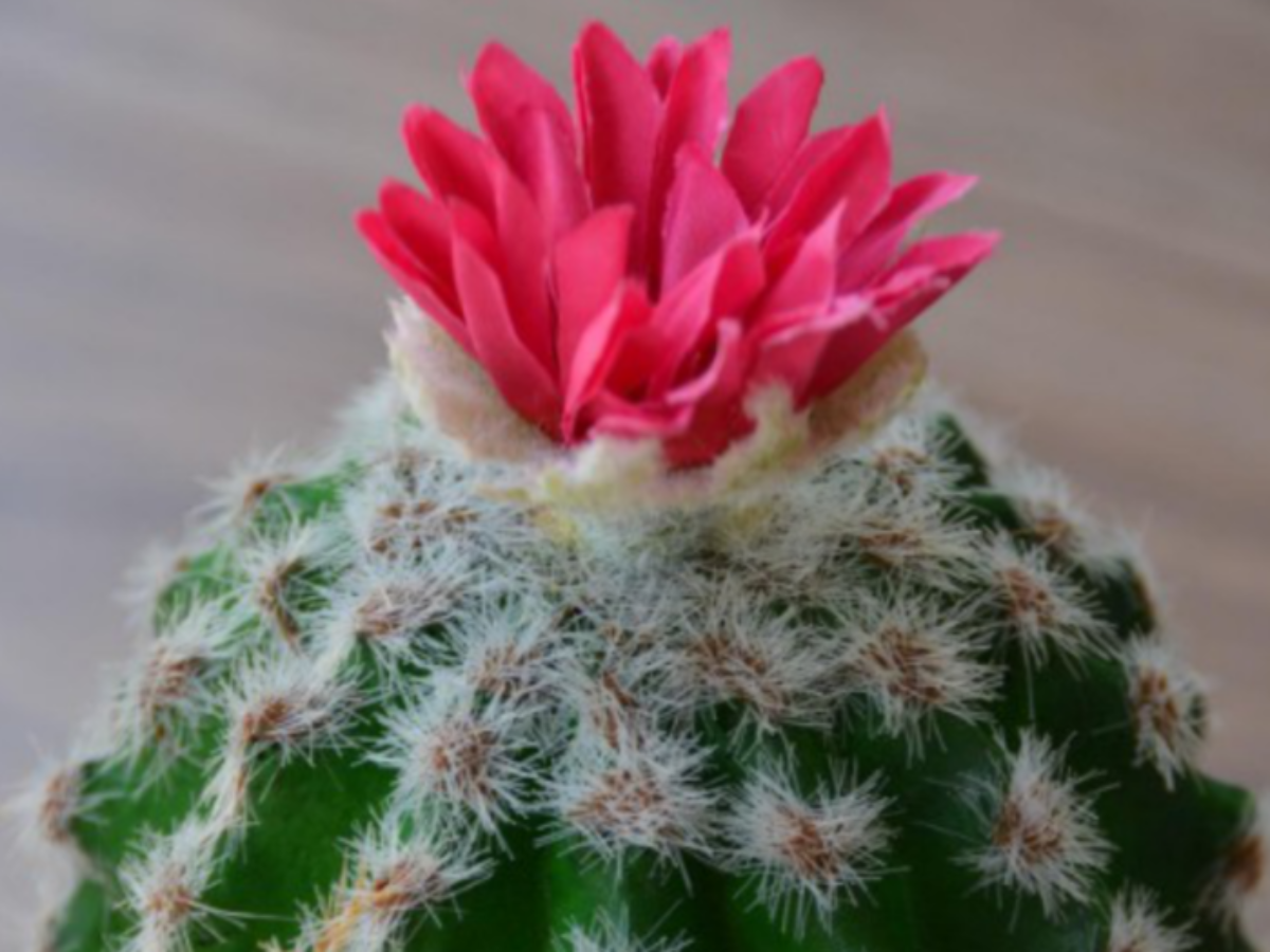 Plakat Maiandacht 2025