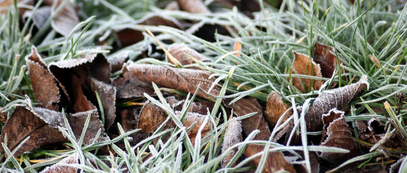Frost