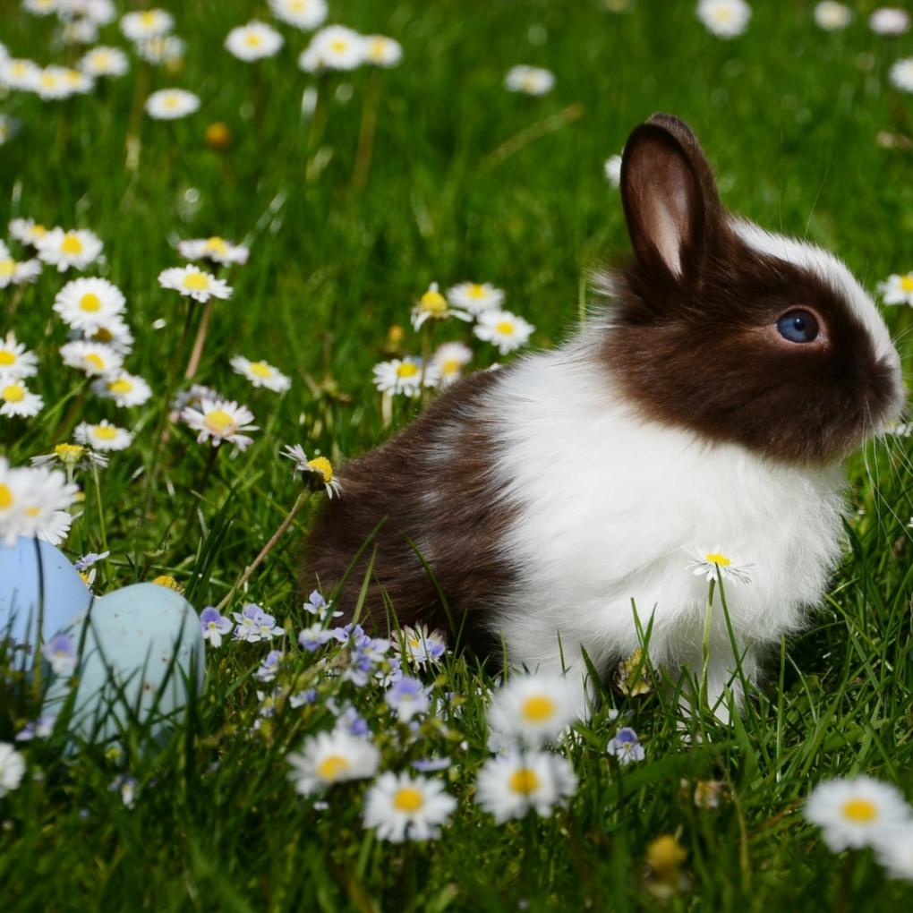 Osterhase
