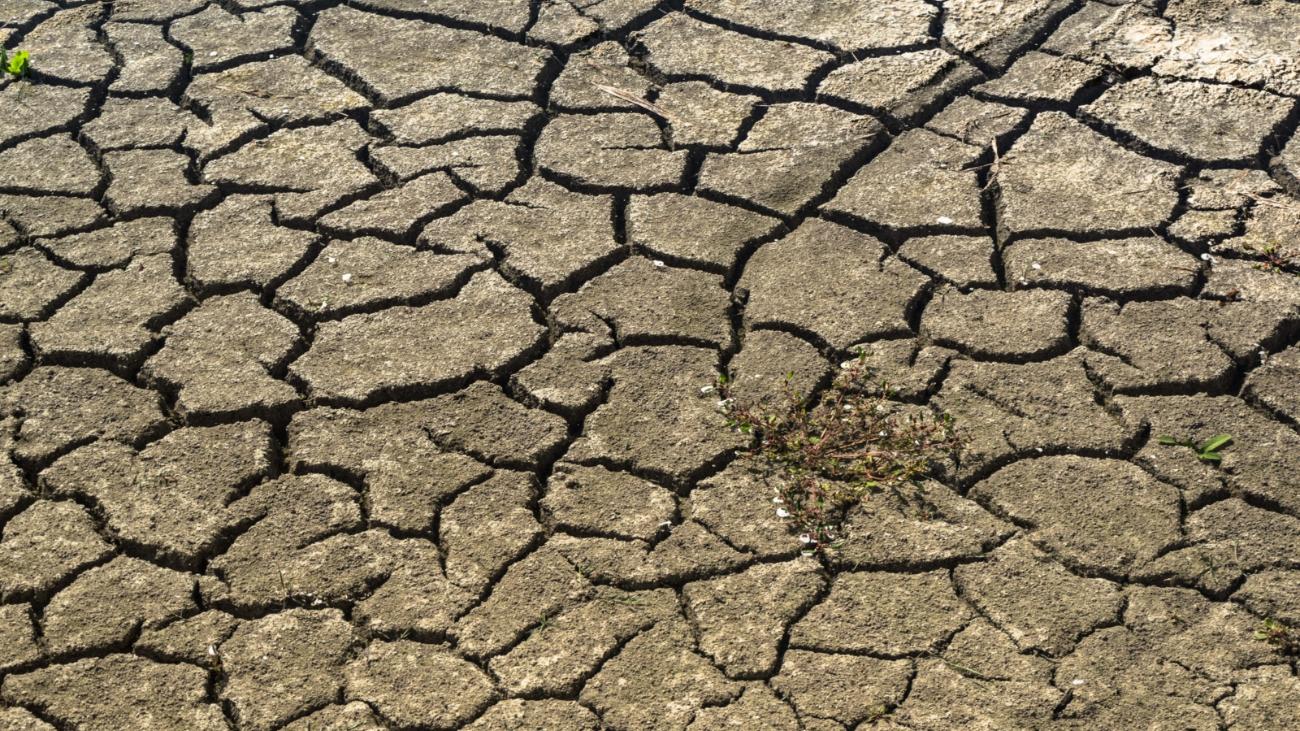 Dürre