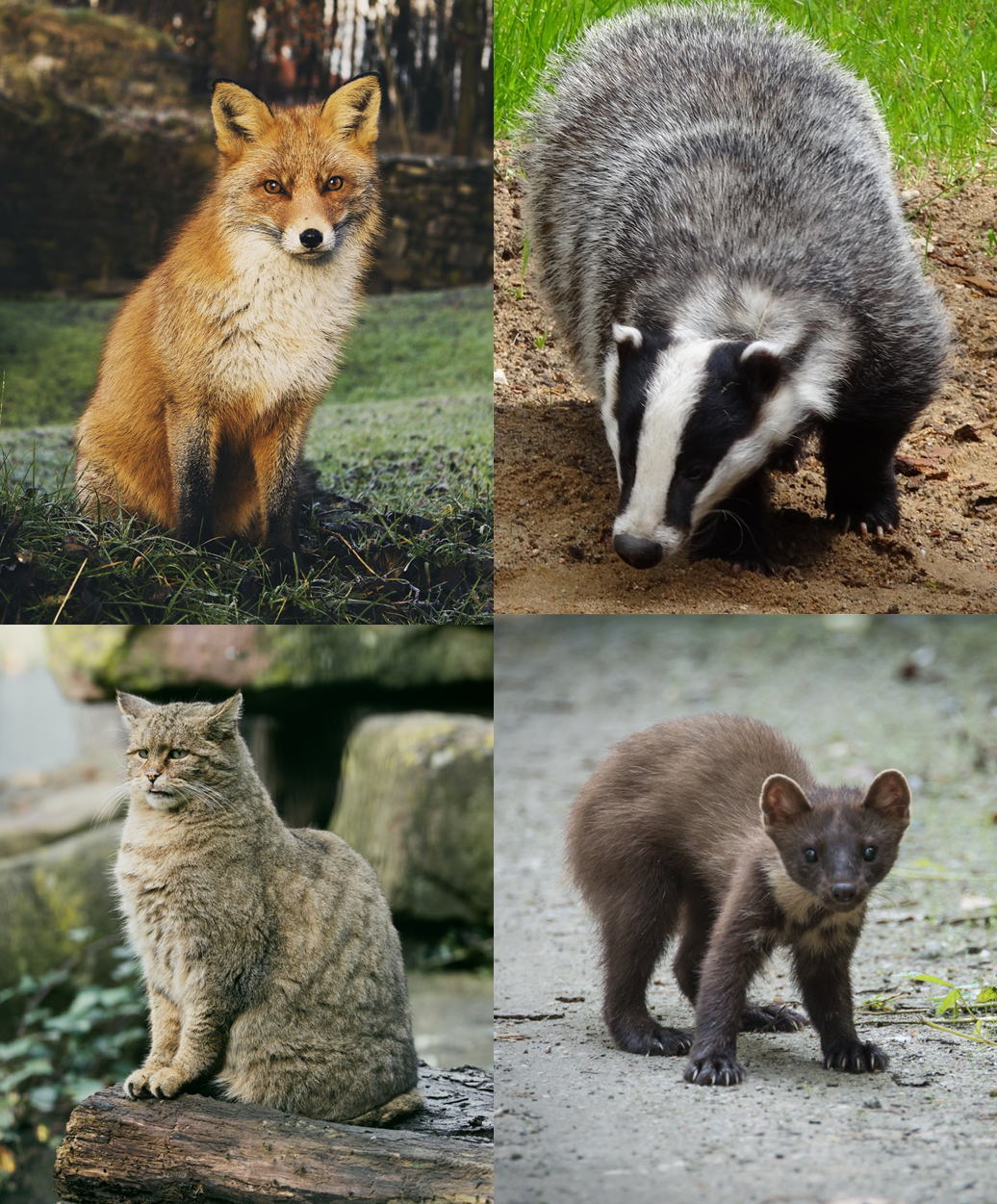 wildtiere